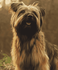 Briard Dog Diamond Painting