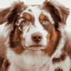 Brown Border Collie Puppy Diamond Painting