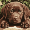 Brown Labrador Puppy Diamond Painting