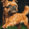 Brussel Griffon Puppy Diamond Painting