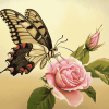 Butterfly Roses Blossoms Diamond Painting