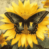 Butterfly Sunflower Blossoms Diamond Painting