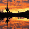 Cactus Silhouette at Sunset Diamond Painting