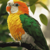 Caique Parrot Colorful Diamond Painting