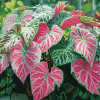 Caladium Vibrant Leaves Diamond Painting