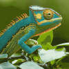 Cameleon on Green Branch Diamond Painting