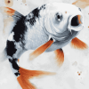 Carp Fish Face Diamond Painting