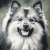 Charming Keeshond Puppy Diamond Painting