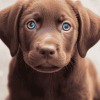 Chocolate Labrador Puppy Diamond Painting