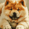 Chow Chow Dog Diamond Painting