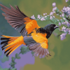 Colorful Baltimore Oriole Diamond Painting