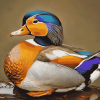 Colorful Mandarin Duck Diamond Painting