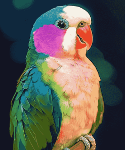 Colorful Quaker Parrot Diamond Painting