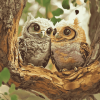 Cuddly Owls Diamond Painting