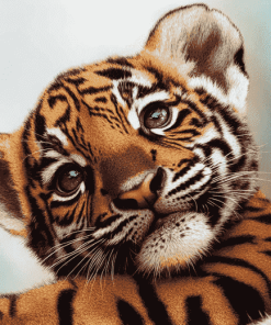 Cute Baby Tiger Face Diamond Painting