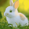 Cute Bunny Rabbit Diamond Painting