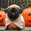 Cute Halloween Puppy Diamond Painting