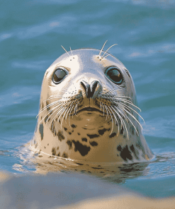 Cute Sea Animals Seal Diamond Painting