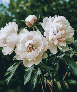 Cute White Peony Blossoms Diamond Painting