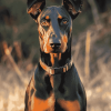 Dobermann Puppy Diamond Painting