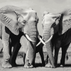 Elephants Snuggling Monochrome Diamond Painting