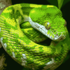 Emerald Snake Reptile Diamond Painting