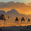 Ethiopian Camels Landscape Diamond Painting