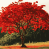 Flamboyant Tree Landscape Diamond Painting