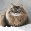 Fluffy Siberian Kitty Diamond Painting