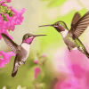 Flying Hummingbirds Pink Diamond Painting