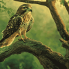 Forest Hawk Birds Diamond Painting