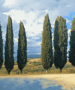 Four Majestic Cypress Trees Diamond Painting