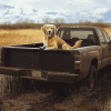 Golden Retriever Puppies Diamond Painting