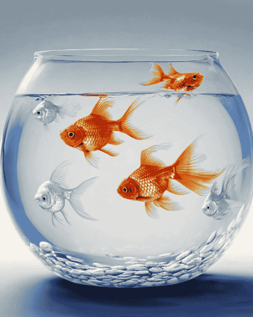 Goldfish Bowl Painting Diamond Painting