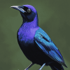 Grackle Delight Diamond Painting