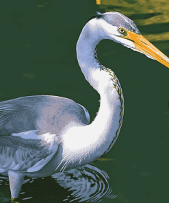 Grey Heron Birds Diamond Painting