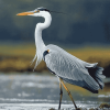 Grey Heron Birds Diamond Painting