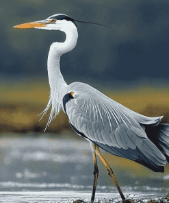 Grey Heron Birds Diamond Painting