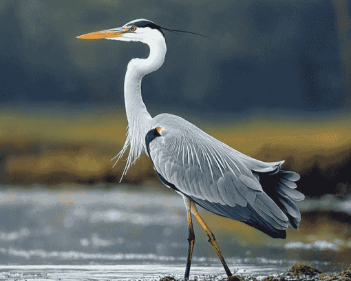 Grey Heron Birds Diamond Painting