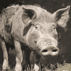 Grey Wild Hog Diamond Painting