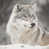 Grey and White Wolf Diamond Painting