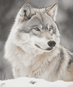 Grey and White Wolf Diamond Painting