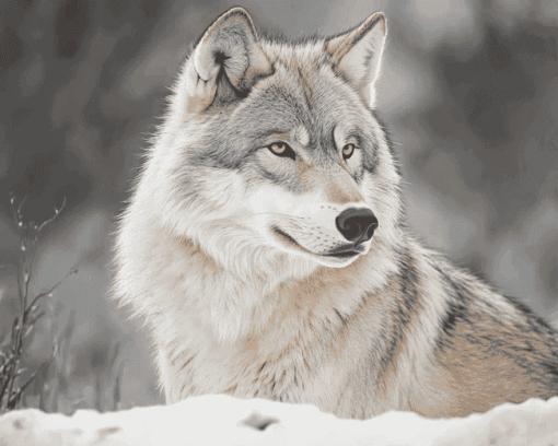 Grey and White Wolf Diamond Painting