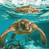 Hawaii Sea Turtle Diamond Painting