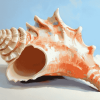 Horse Conch Seashell Diamond Painting