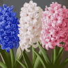 Hyacinth Blossom Diamond Painting