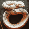 Hypomelanistic Corn Snake Diamond Painting