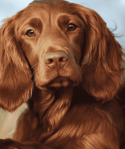 Irish Setter Puppies Diamond Painting