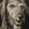 Irish Wolfhound Puppy Diamond Painting