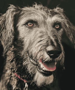 Irish Wolfhound Puppy Diamond Painting